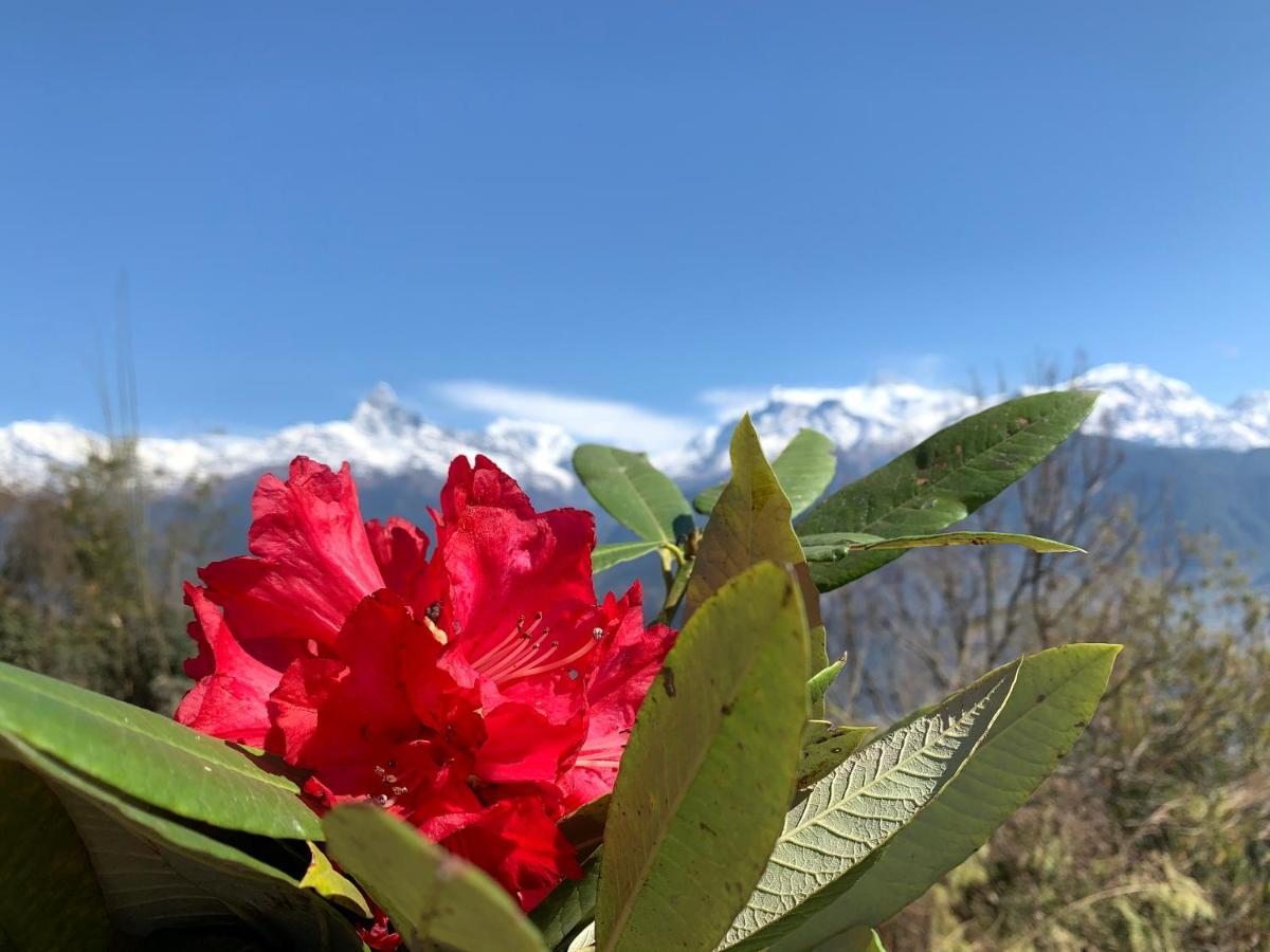 Hotel Pristine Himalaya Ποκάρα Εξωτερικό φωτογραφία